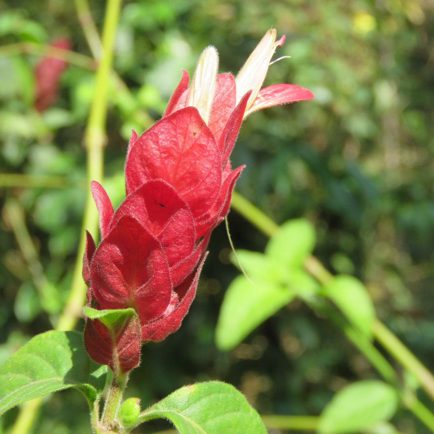 Mexican Shrimp / Dark Pink Lollipop Rare Flowering Live Plant