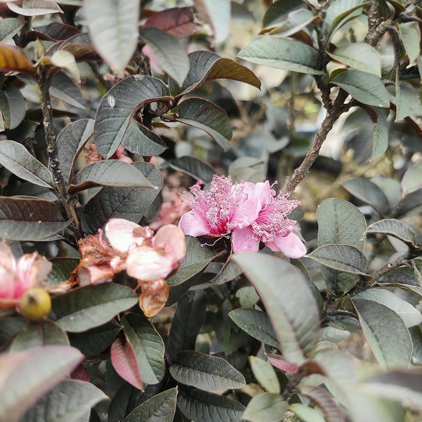 Miniature Black Guava Live Plant (Psidium Guajava)