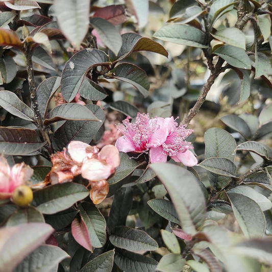 Miniature Black Guava Live Plant (Psidium Guajava)