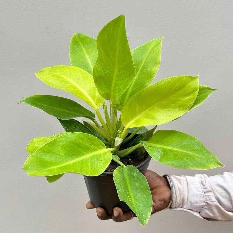 Moon Philodendron Live Plant