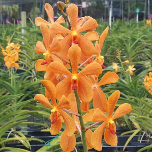Mokara ‘Omyai Orange’ Orchid – Exotic Premium Flowering Live Plant