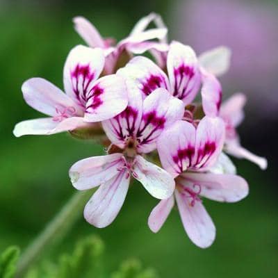 Odomos - Citronella (Pelargoniums) Live Plant