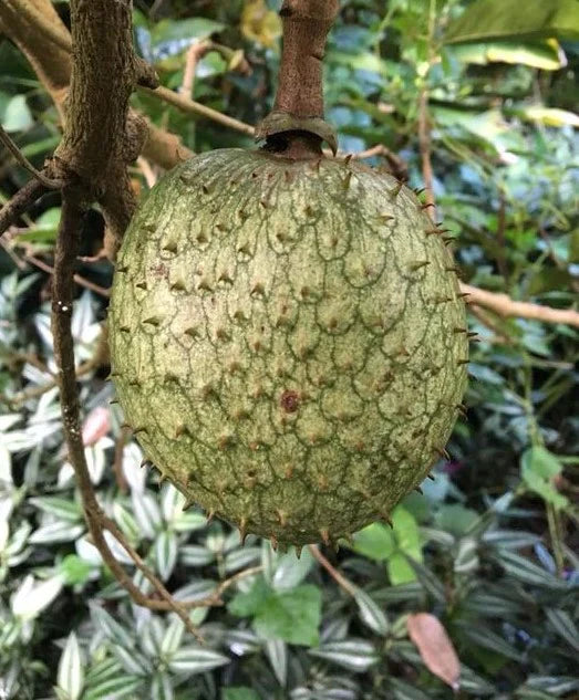 Mountain Soursop Live Plant (Annona Montana)