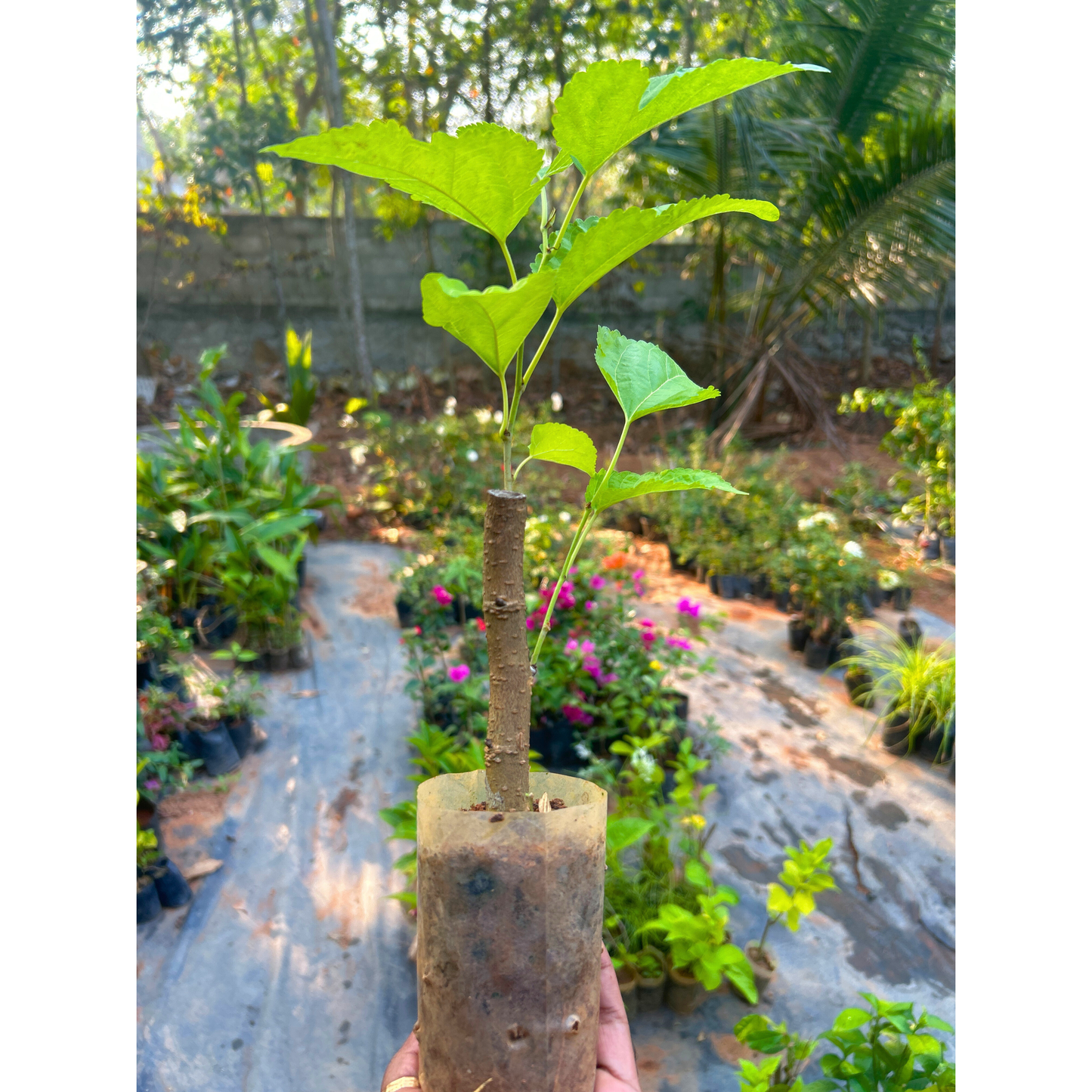 Mulberry Well Rooted Live Plant