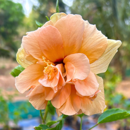 Multi Petal Orange Hibiscus All Time Flowering Live Plant