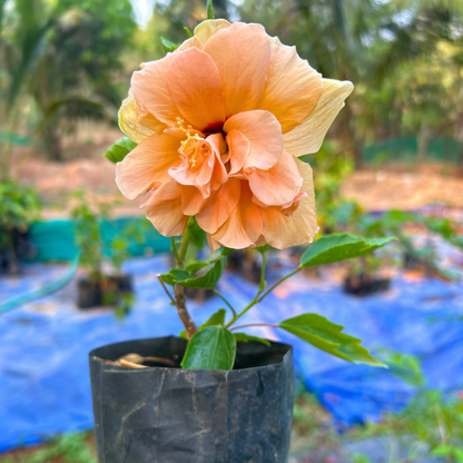 Multi Petal Orange Hibiscus All Time Flowering Live Plant