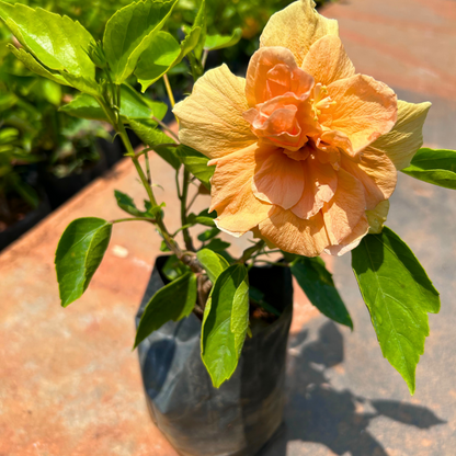 Multi Petal Orange Hibiscus All Time Flowering Live Plant