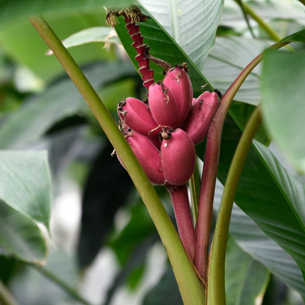 Musa velutina (Pink Banana) Rare Live Plant