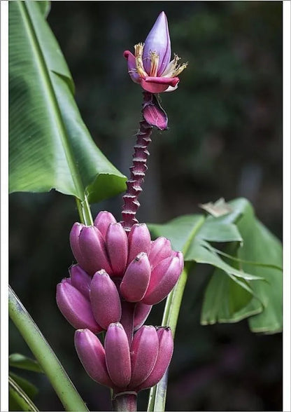 Musa velutina (Pink Banana) Rare Live Plant
