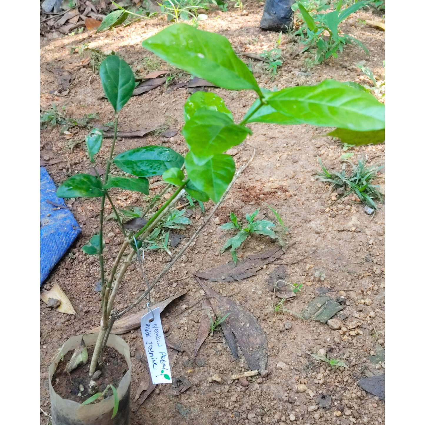 Narrow Petal Multi Jasmine All Time Flowering Rare Live Plant