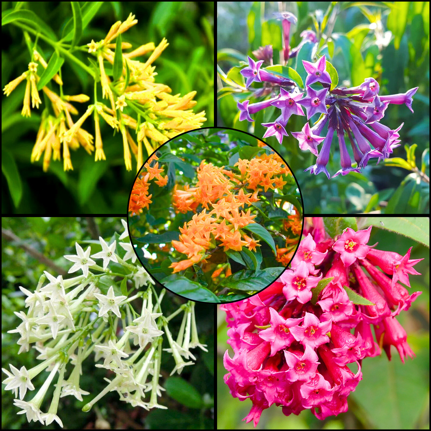 Night Blooming Jasmine Flowering Combo