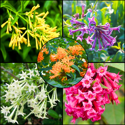 Night Blooming Jasmine Flowering Combo