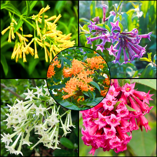 Night Blooming Jasmine Flowering Combo