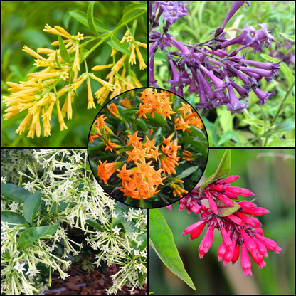 Night Blooming Jasmine Flowering Combo