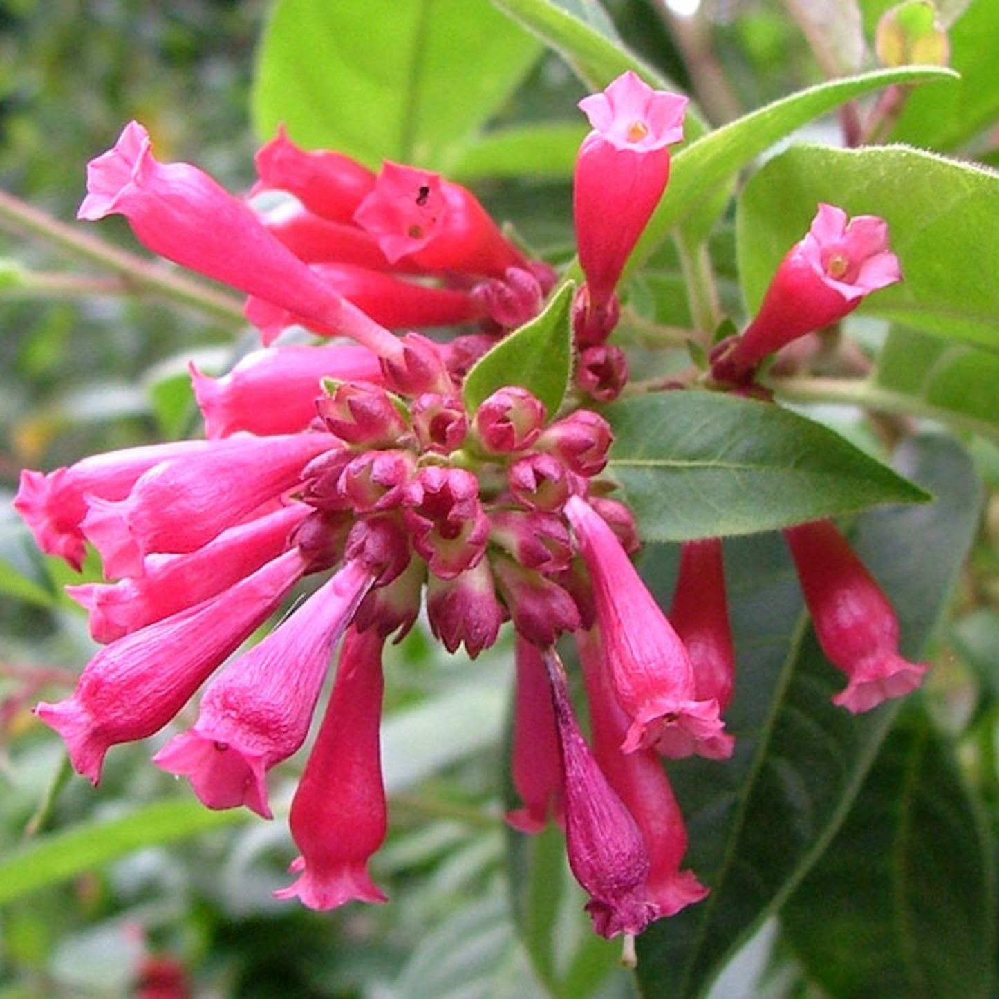 Night Blooming Jasmine Red (Cestrum elegans) Rare Flowering Live Plant