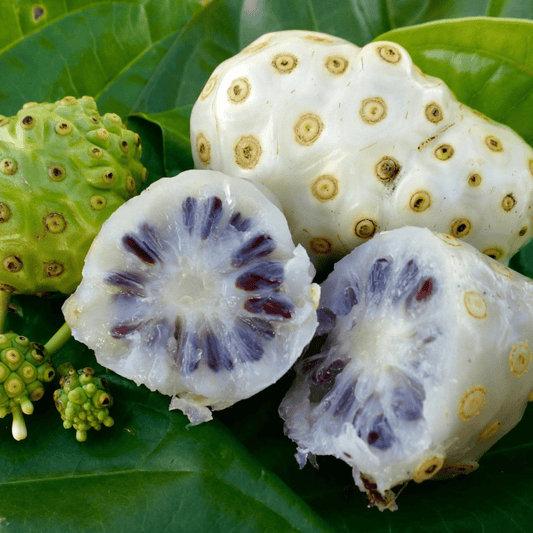 Noni/Cheese (Morinda citrifolia) Medicinal Live Plant