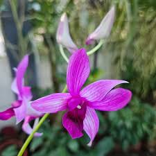 Dendrobium GD RCOS Orchids with Flower