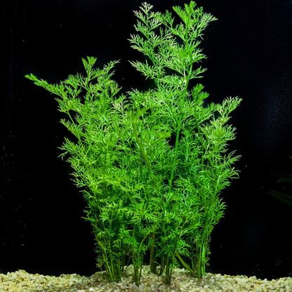 Oak Fern (Ceratopteris Sp. China) Aquarium Live Plant
