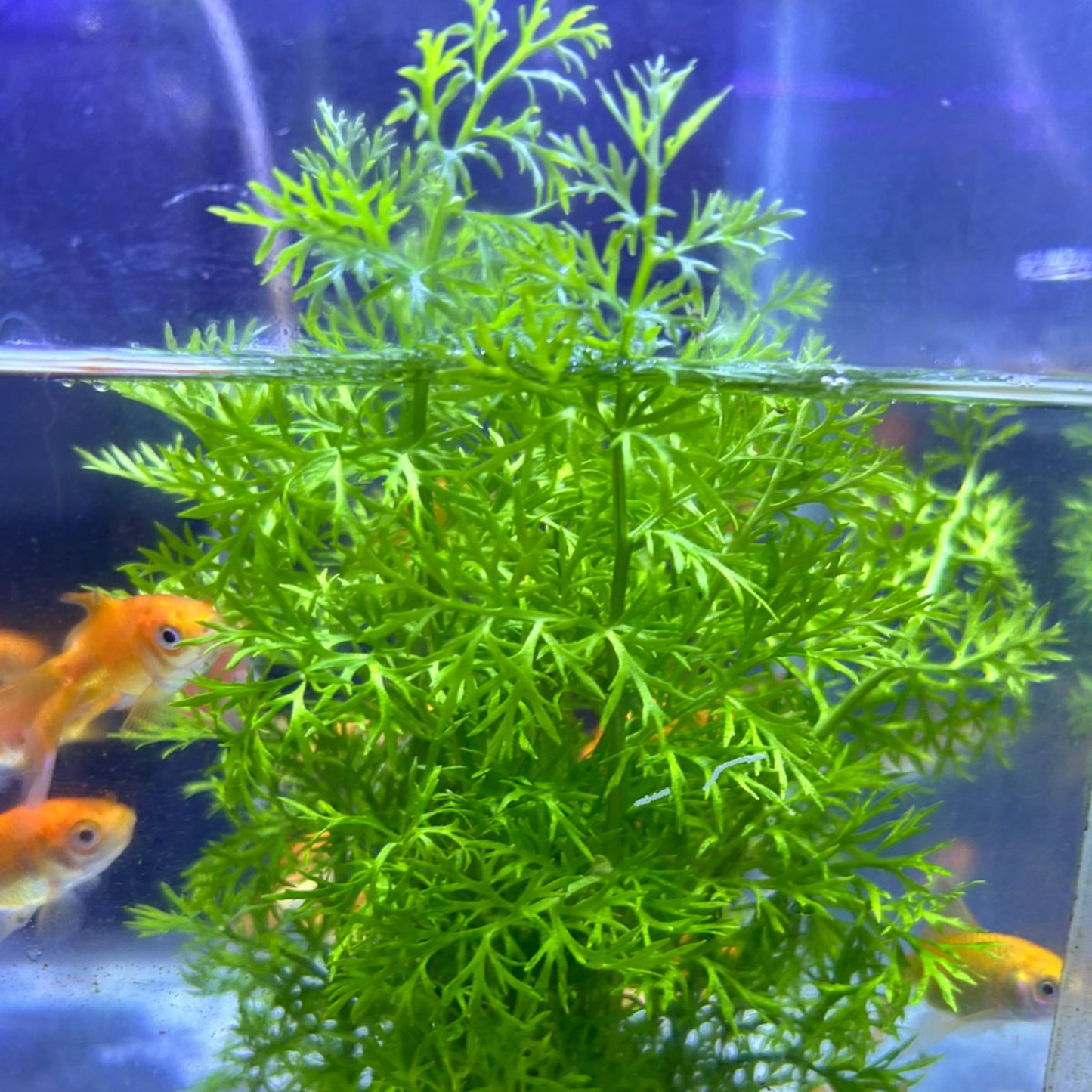 Oak Fern (Ceratopteris Sp. China) Aquarium Live Plant