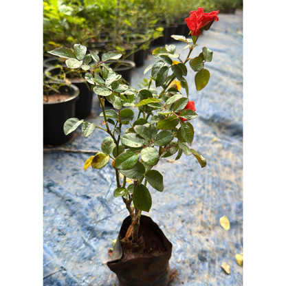 Orange Rose Grafted Live Plant