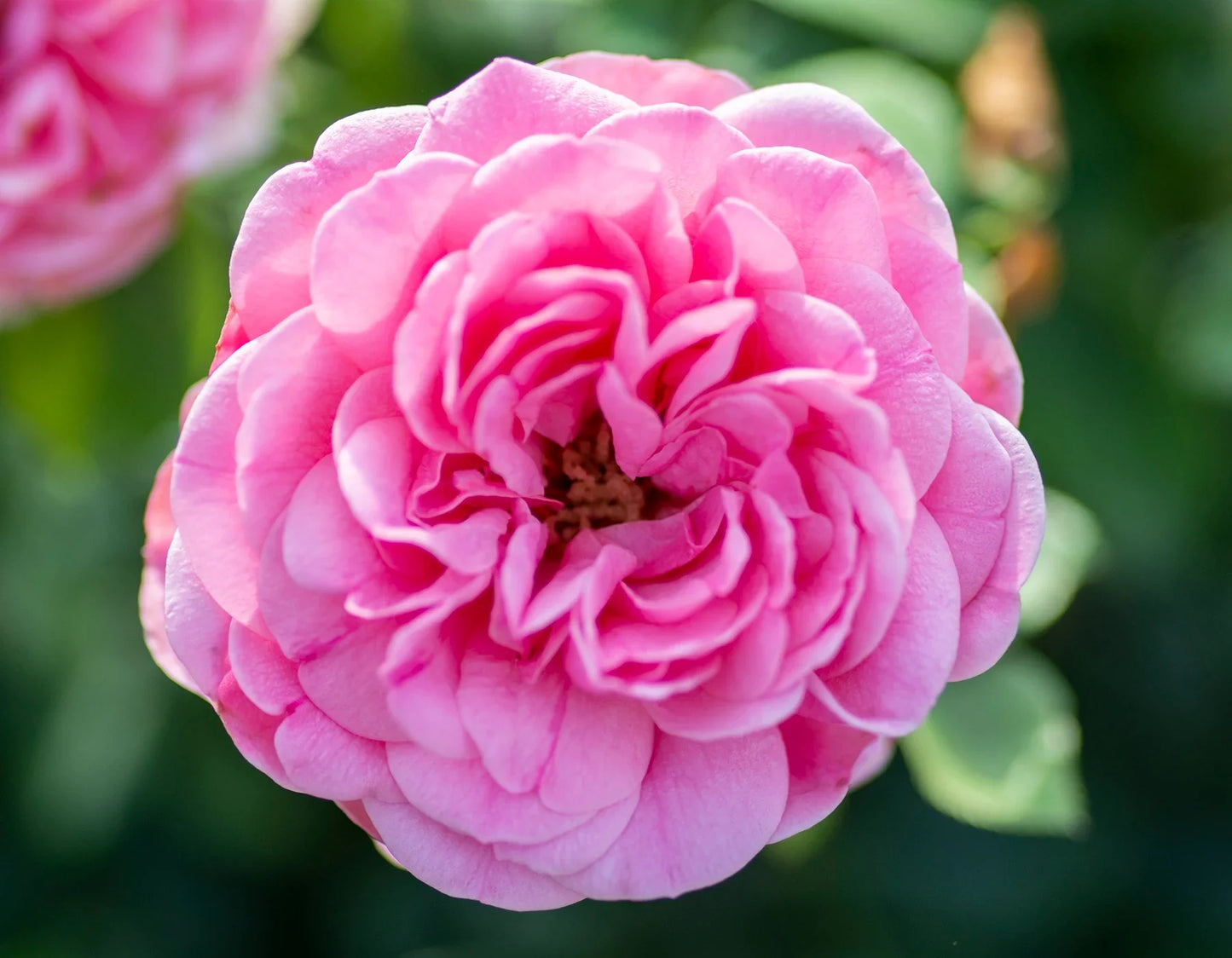 Orchid Rose Live Plant - With Pot