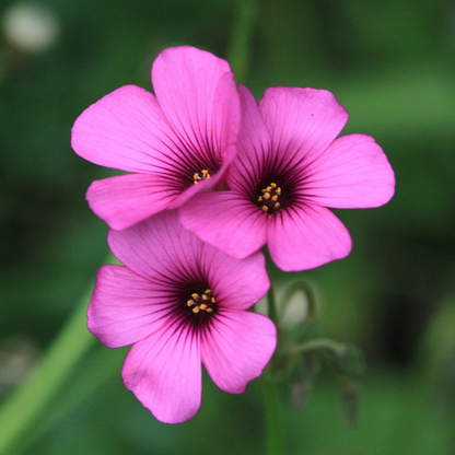 Oxalis Pink with Green Leaves Flowering Live Plant