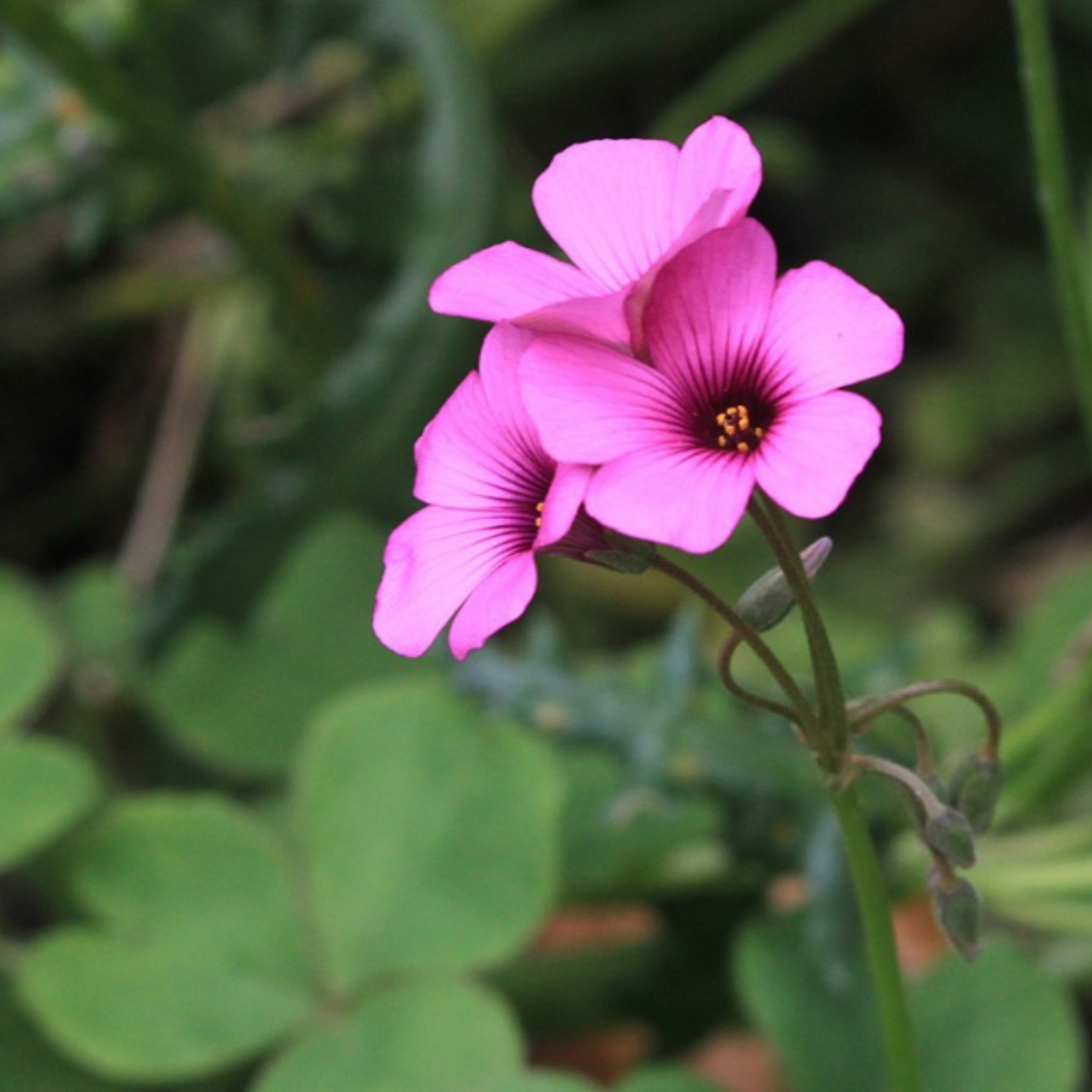 Oxalis Pink with Green Leaves Flowering Live Plant