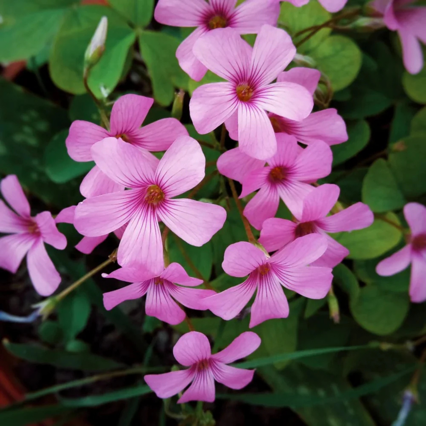 Oxalis Pink with Green Leaves Flowering Live Plant