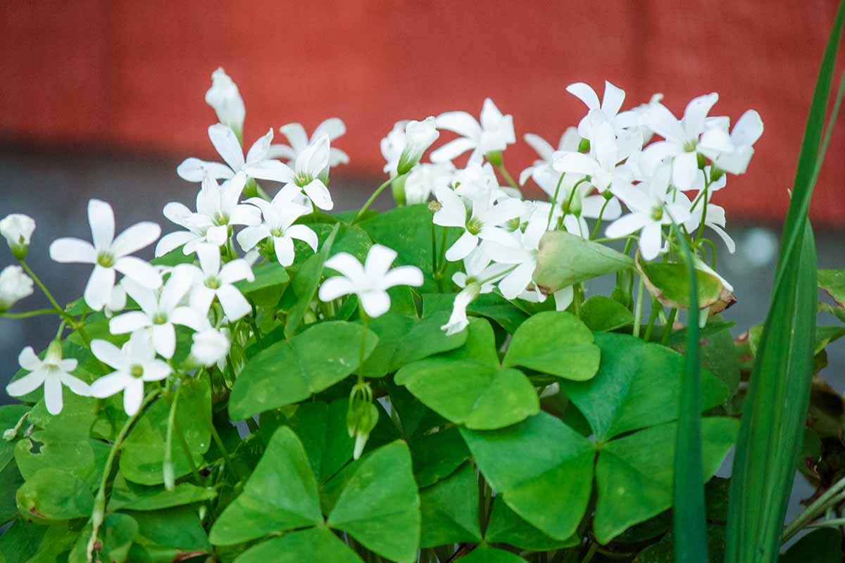 Oxalis Green with White Flowers Indoor Live Plant