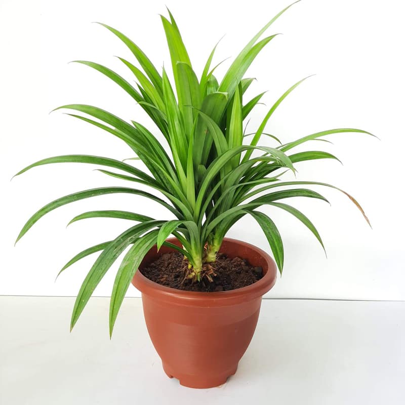Pandan Leaves (Biryani leaves/Rambha leaves) Live Plant