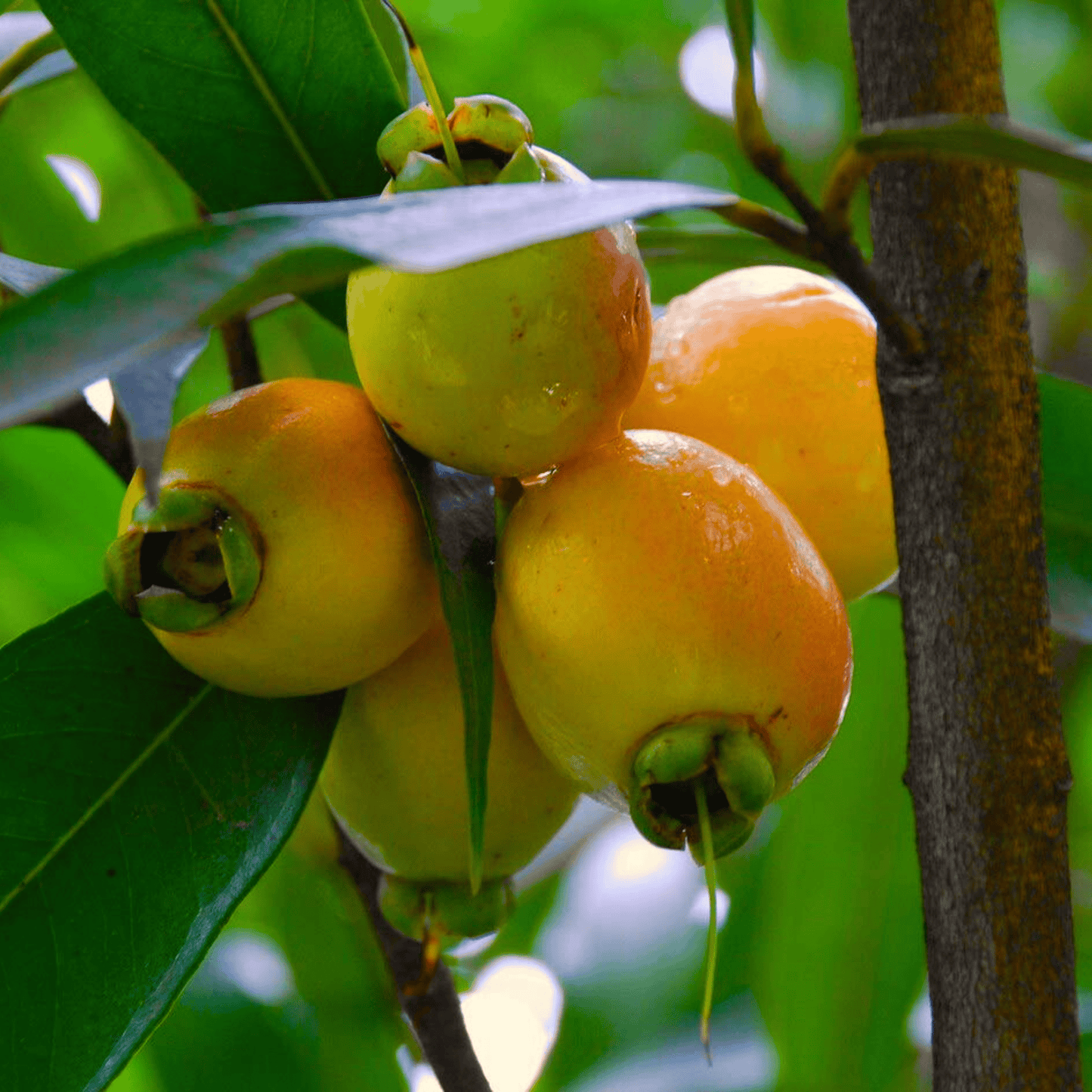 Paneer Champa (Syzygium jambos) Fruit Live Plant