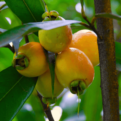 Paneer Champa (Syzygium jambos) Fruit Live Plant