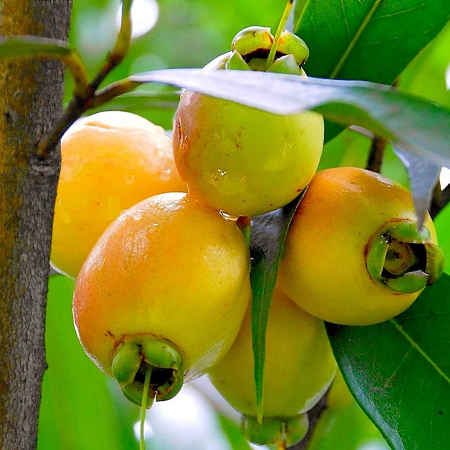 Paneer Champa (Syzygium jambos) Fruit Live Plant