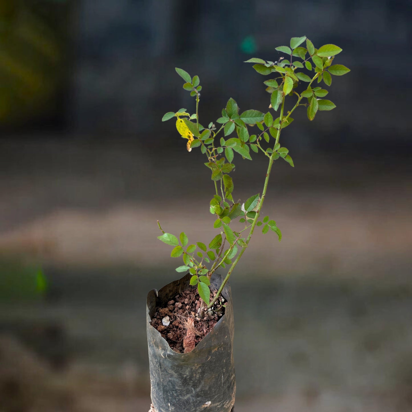Paneer / Edward Rose Own Rooted Live Plant