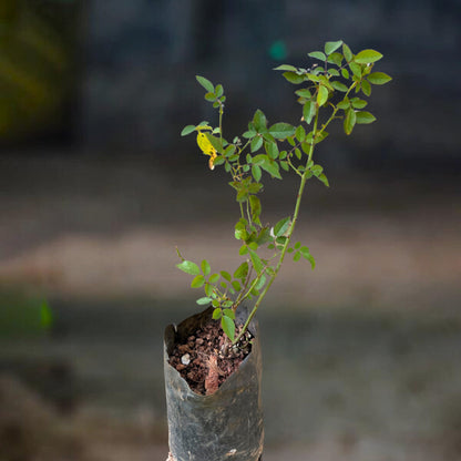 Paneer / Edward Rose Own Rooted Live Plant