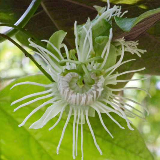 Passiflora Variegated with White Flowers Rare Flowering Live Plant