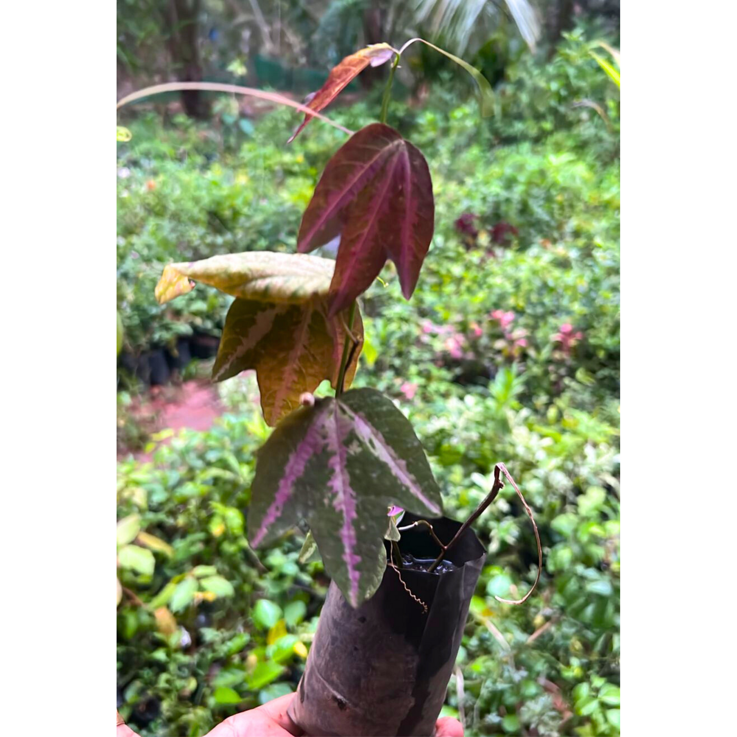 Passiflora Variegated with White Flowers Rare Flowering Live Plant