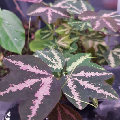 Passiflora Variegated with White Flowers Rare Flowering Live Plant