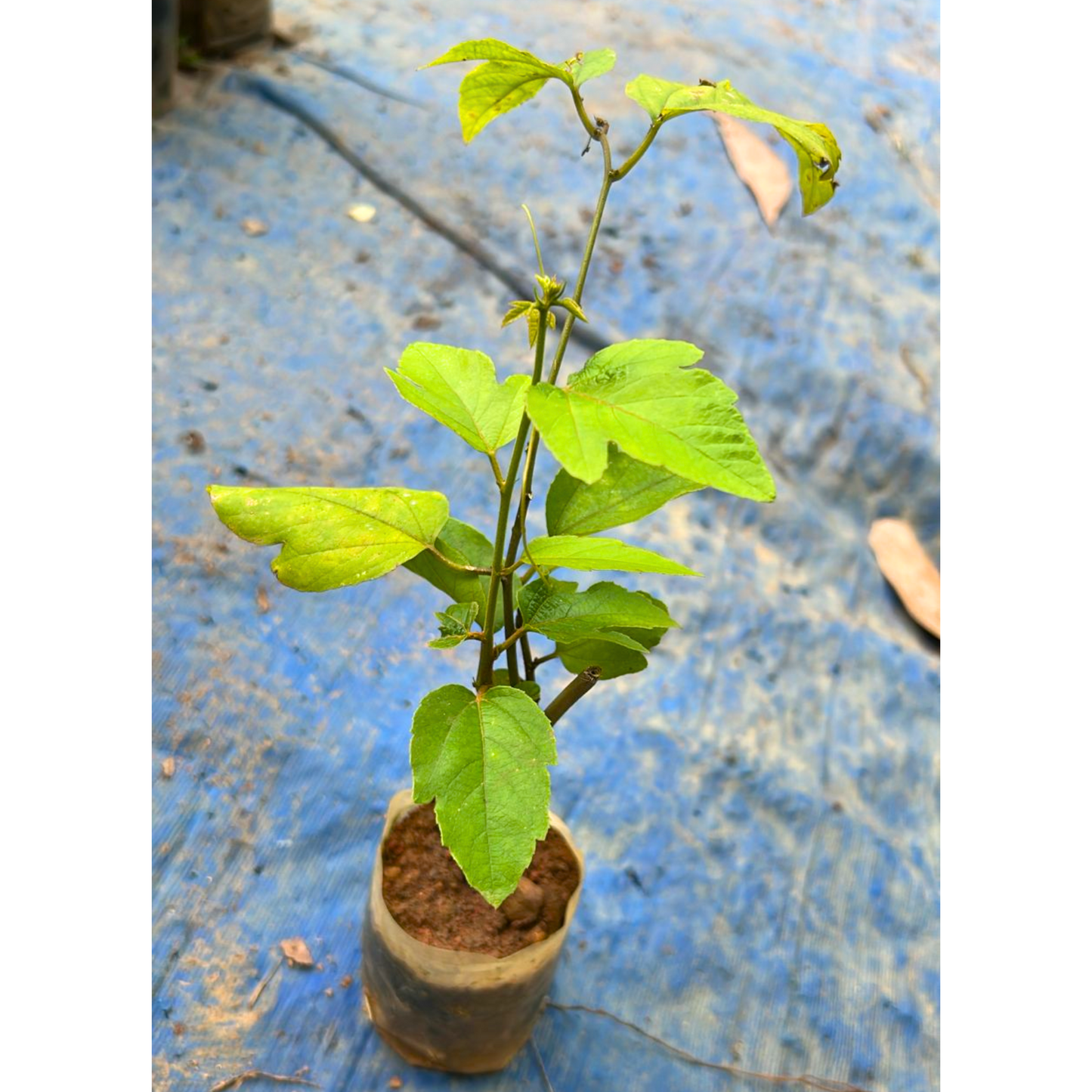 Passiflora Caerulea (Krishna Kamal) White Flowering Live Plant