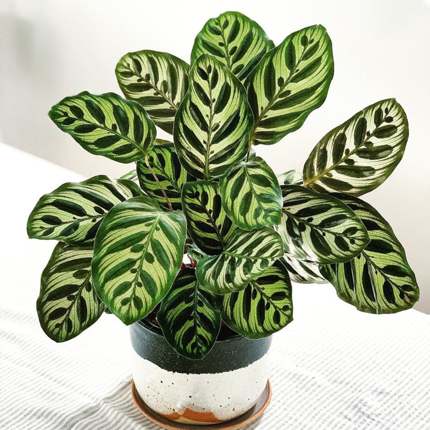 Peacock Plant (Calathea makoyana) Live Plant