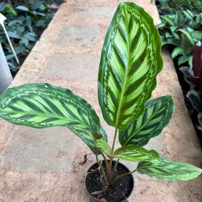 Peacock Plant (Calathea makoyana) Live Plant