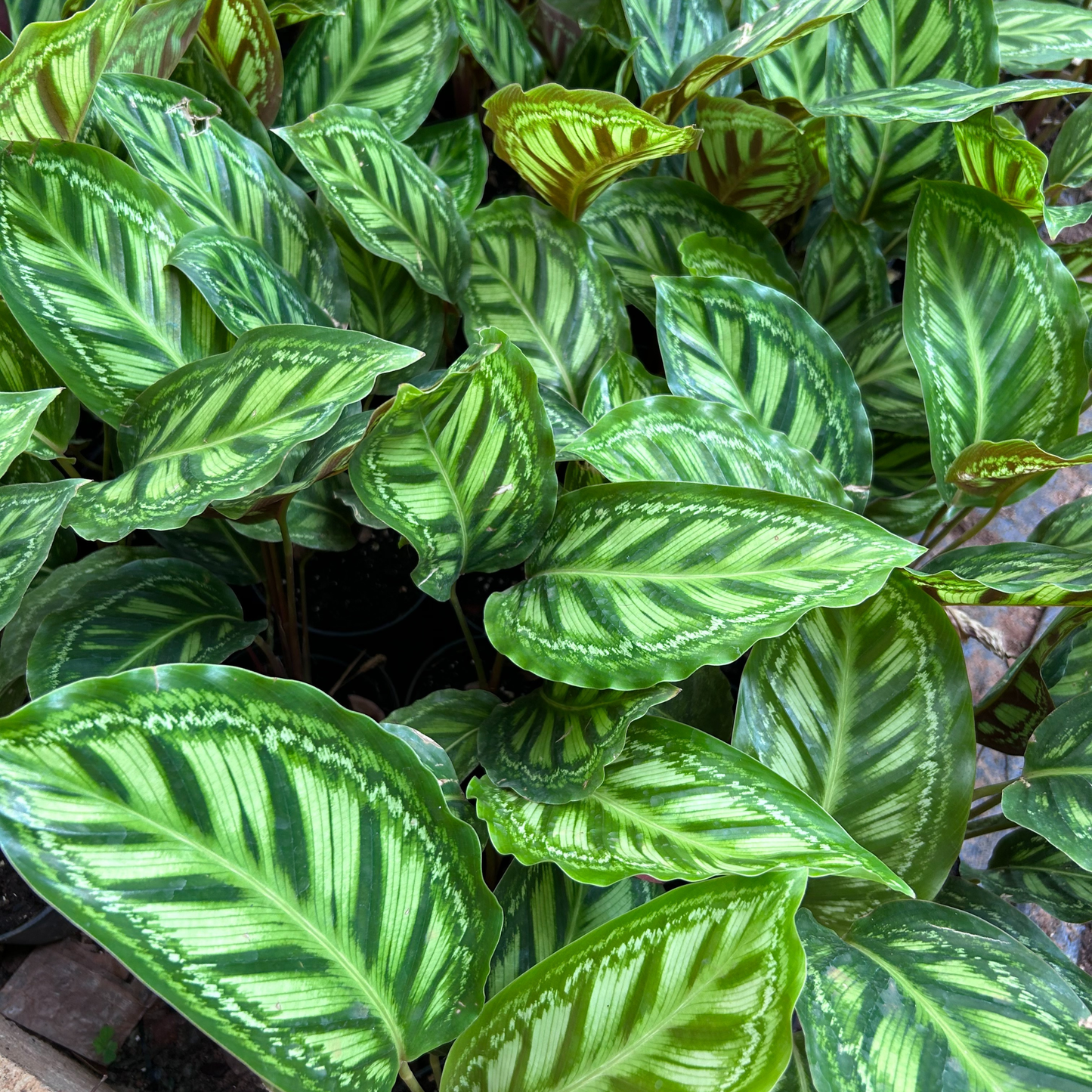 Peacock Plant (Calathea makoyana) Live Plant