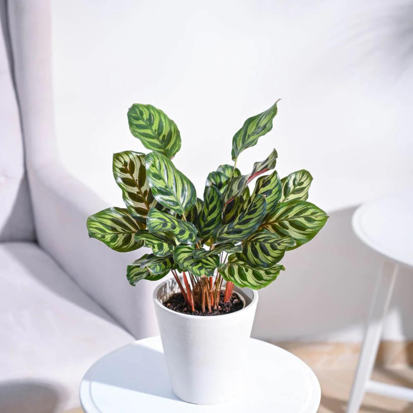 Peacock Plant (Calathea makoyana) Live Plant