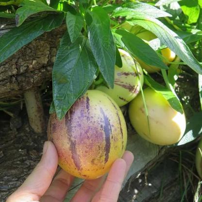 Pepino Melon / Tree Tomato Fruit (Solanum muricatum) Live Plant