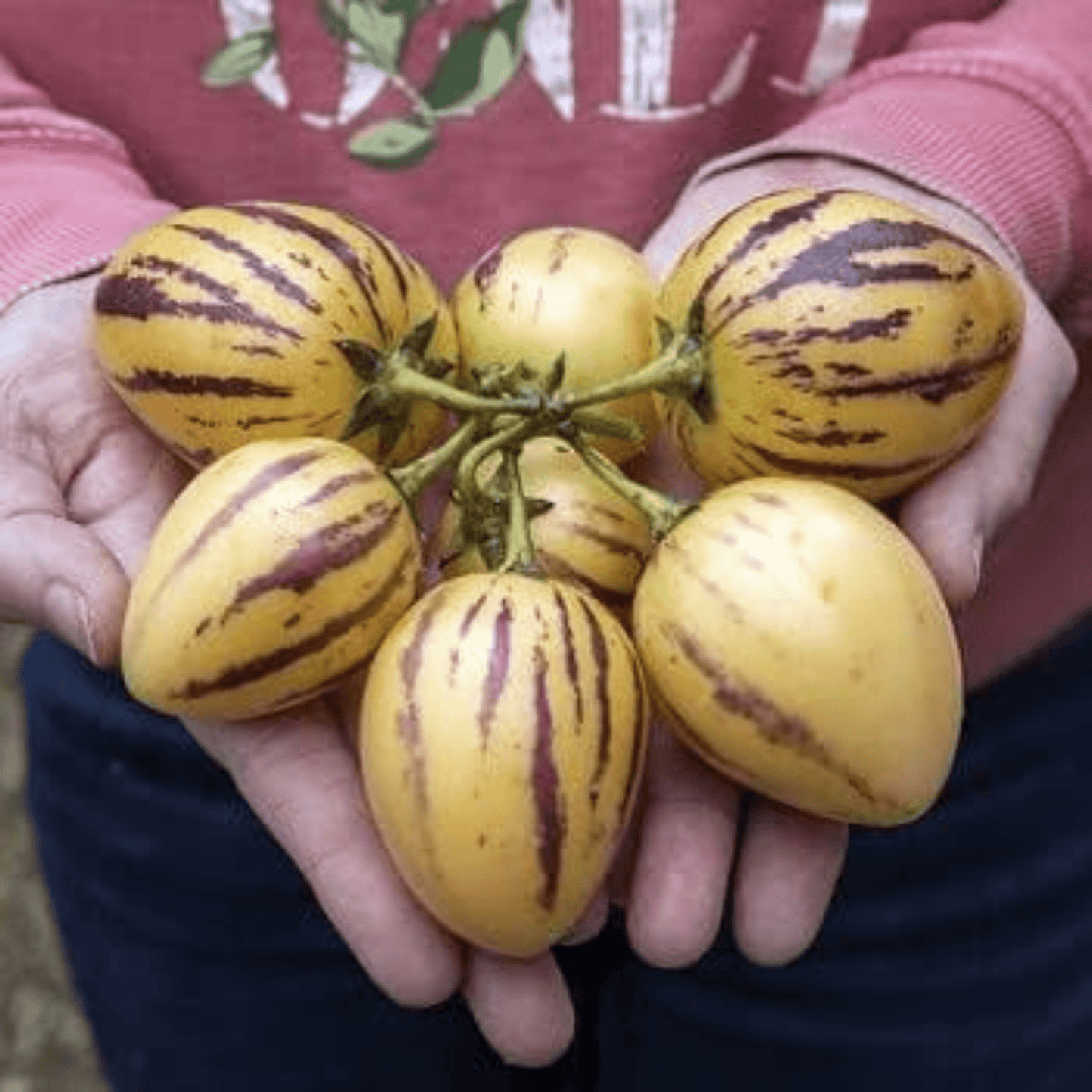 Pepino Melon / Tree Tomato Fruit (Solanum muricatum) Live Plant