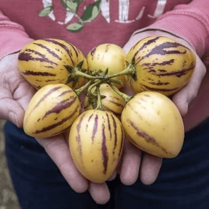 Pepino Melon / Tree Tomato Fruit (Solanum muricatum) Live Plant