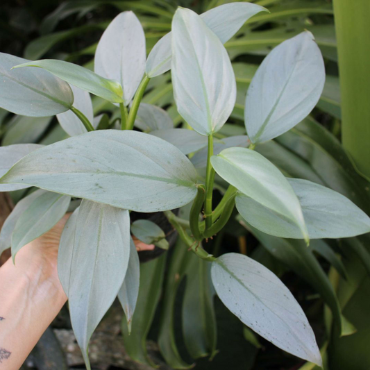 Philodendron Hastatum Indoor / Outdoor Live Plant