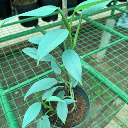Philodendron Hastatum Indoor / Outdoor Live Plant