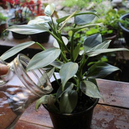 Philodendron Hastatum Indoor / Outdoor Live Plant