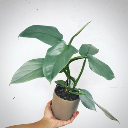 Philodendron Hastatum Indoor / Outdoor Live Plant